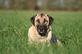 KANGAL 157